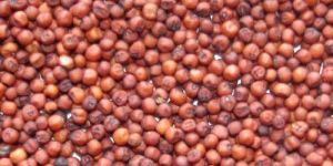 Organic Ragi Seeds