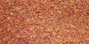 Ragi Seeds