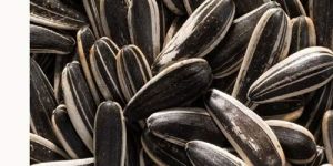 Sunflower Seeds