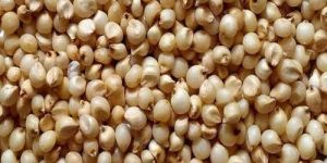 White Jowar Seeds