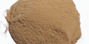 Rhodopseudomonas Palustris