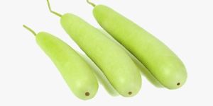 Bottle Gourd