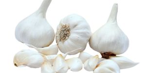 Garlic