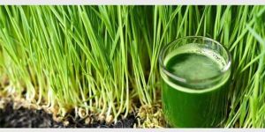 Wheat Grass Extract
