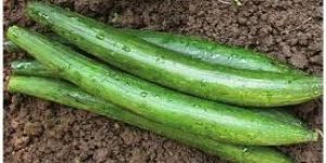 Fresh Sponge Gourd