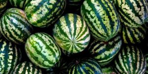 Watermelon