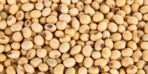 Soyabean