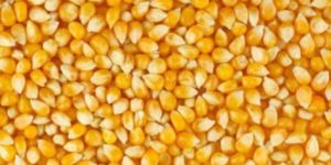 Yellow Corn