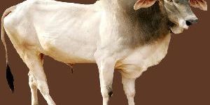 Haryana Bull Semen