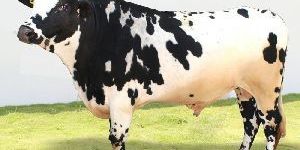 Holstein Heifers Bull Semen