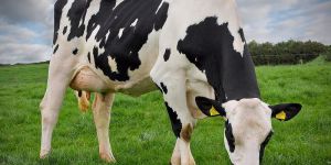 Holstein Heifers Cow