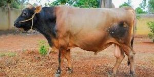 Jersey Bull Semen