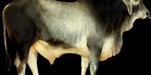 Kankrej Bull Semen