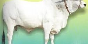 Ongole Bull Semen