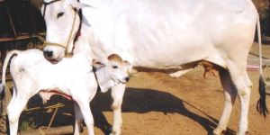 Ongole Cow