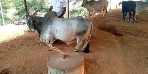 Punganur Bull Semen