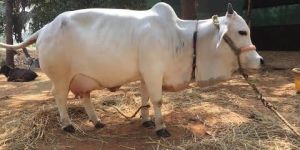 Punganur Cow