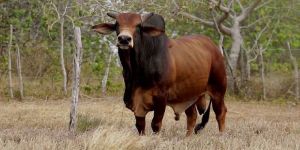 Red Sindhi Bull Semen