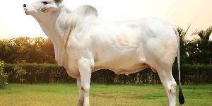 Tharparkar Bull Semen