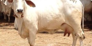 Tharparkar Cow