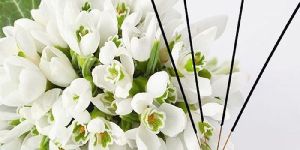 Mogra Incense Sticks