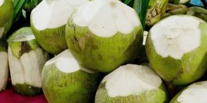 Tender Coconut