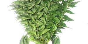 Neem Leaves