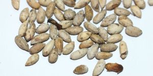 Neem Seeds