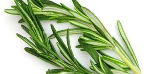 Rosemary Leaves