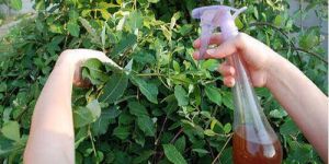 Organic Vermiwash Liquid