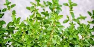 Thyme Leaves