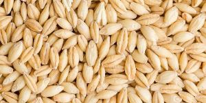 Natural Barley Seeds