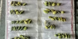 Green Cardamom (Patta)