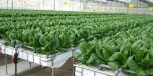 Hydroponic Consultancy Services