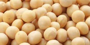 Soybean Seeds