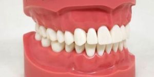 NISSIN Hard Gingiva Jaw Model (32 teeth) [PRO2001-UL-HD-HM-32]