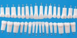 NISSIN Simple Root PERMANENT Tooth Model (A5A-200)