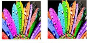 Digital Print Cushion Cover