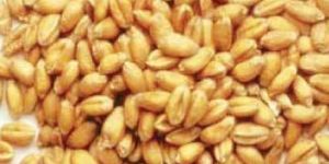 Organic Wheat Seeds