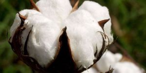 Virgin Raw Cotton