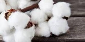 Washable Raw Cotton