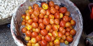 Fresh Tomato
