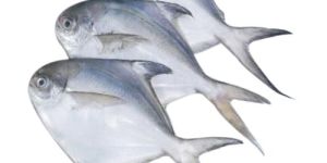 Fresh Pomfret Fish