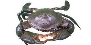 Fresh Sea Crab