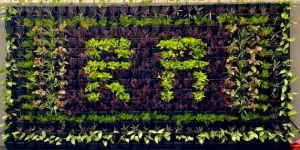 Vertical Garden Services