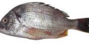 Black Sea Bream