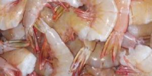 Sea White Shrimp