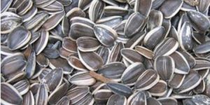 Sunflower Seeds