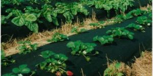Mulching Fabrics