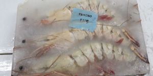 Shrimps Head on Shell on